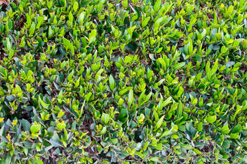 Holly Bush, trimmed round shrub, outside, near a brick wall
