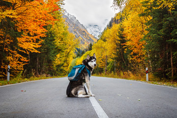 dog breed Siberian Husky on the road against the backdrop of forests and mountains