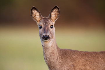 Close-up of roe deer, capreolus capreolus, doe in spring with brown burred background. Cute female deer staring to camera.