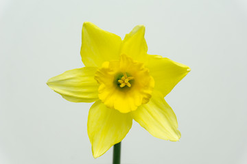 Close up of beautiful Daffodil isolated on white background spring flowers