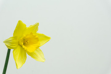 Fototapeta na wymiar Beautiful Daffodils isolated on white background spring flowers