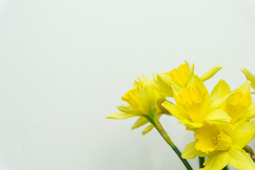 Beautiful Daffodils isolated on white background spring flowers