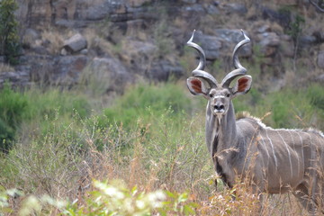  Beautiful male kudu antelope wondering why we are taking photos of him. © Marleny