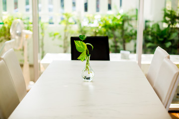 selective focus of golden pothos tree in the glass vase