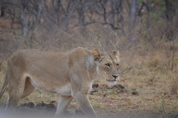 Fototapeta na wymiar Lioness stalking some food.