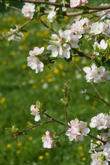 Blooming apple tree in the rays of sunlight.