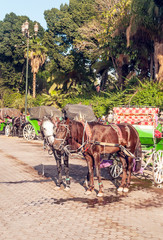 Fototapeta premium Horse carriage in the city of Marrakesh in Morocco on a sunny day.