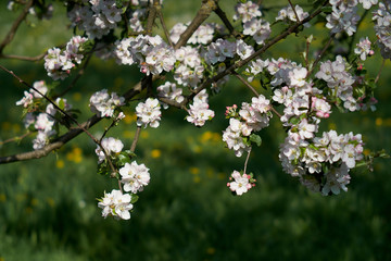 Blooming apple tree in the rays of sunlight.