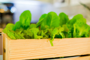 organic vegetable in wooden pickup from growing farm. vegetables are fresh and clean