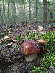 Boletus mushroom in the forest