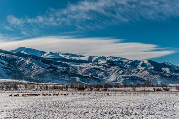 Fototapeta na wymiar winter landscape of mountains