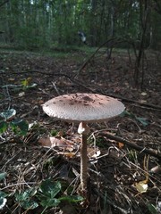 Parasol mushrooms (Macrolepiota procera) in the forest