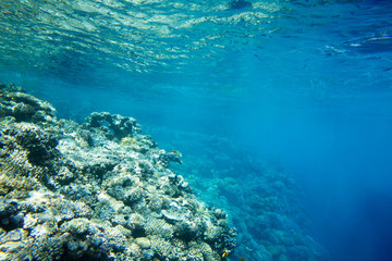 Obraz premium Tranquil underwater scene with copy space
