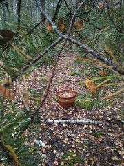 Full basket of mushrooms in the forest