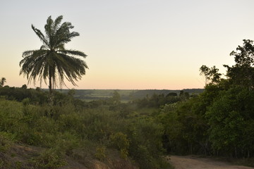 Fototapeta na wymiar Horizonte de floresta tropical no pôr-do-sol