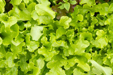Fototapeta na wymiar Lettuce in the garden under the summer sun