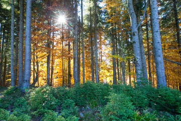 Obraz premium Autumn forest on sunny day