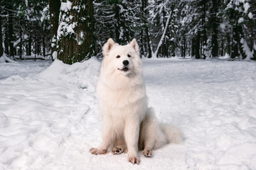 fluffy dog albino posing in the winter forest for a walk.
