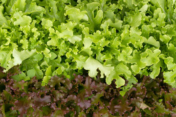 Fototapeta premium Lettuce in the garden under the summer sun