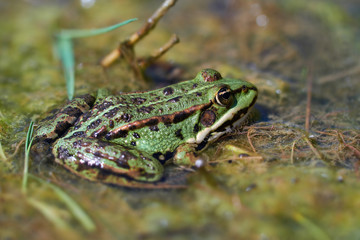 Seefrosch - Pelophylax ridibundus im Sumpf - Makroaufnahme