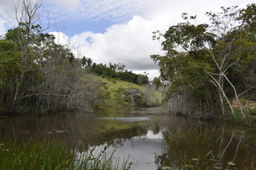 Lagoa em floresta tropical 