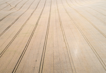 golden wheat field and sunny day