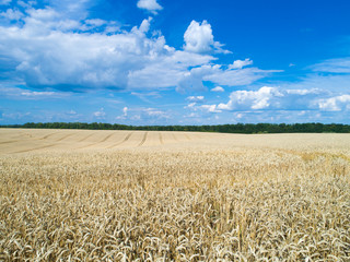 golden wheat field and sunny day