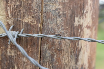 Formiga em  arame farpado