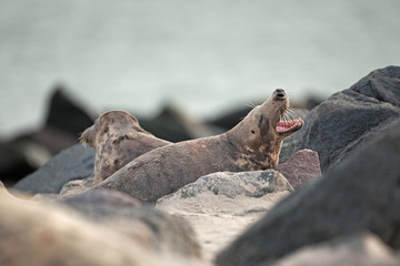 grey seal, halichoerus grypus, Helgoland