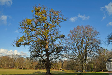misteln im schlosspark worms-herrnsheim