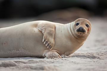 grey seal, halichoerus grypus, Helgoland