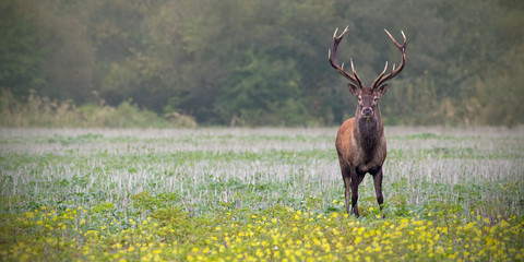 Red deer, cervus elaphus, stag on a field with wildflowers. Panoramatic composition with space for...