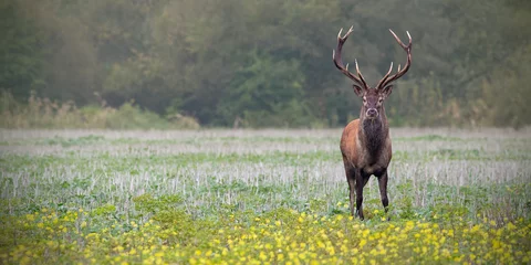 Plexiglas foto achterwand Red deer, cervus elaphus, stag on a field with wildflowers. Panoramatic composition with space for copy. Wild animal in nature. © WildMedia
