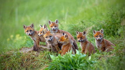 Red fox, vulpes vulpes, cubs sitting by the den. Group of animal babies looking around. Wildlife...