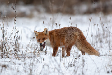 Red fox, vulpes vulpes, on snow in winter with prey. Wild predator in cold weather. Wildlife scenery from nautre.