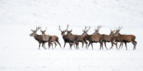 Herd of red deer, cervus elaphus, stags in winter on snow. Wild animals in cold weather. Wildlife...