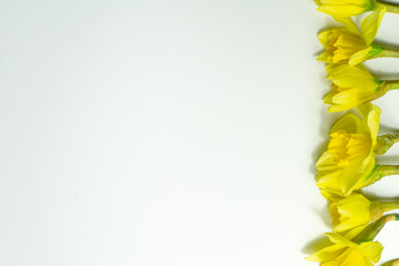 Obraz premium Beautiful Daffodils isolated on white background spring flowers