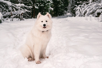 fluffy dog albino posing in the winter forest for a walk.