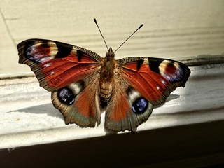 European Peacock butterfly sitting on a window