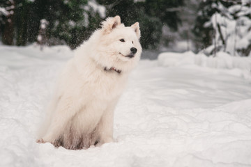 Obraz na płótnie Canvas Beautiful dog Samoyed in the forest in the park on the snow