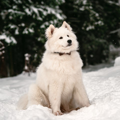Obraz premium Purebred samoyed white color in the snow