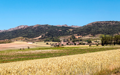 Fields grown in the Spanish province of Soria on a sunny day