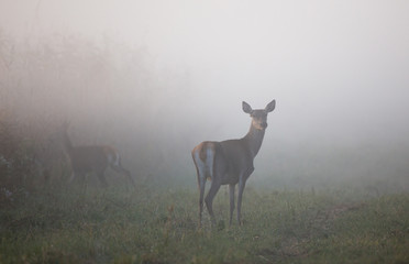 Hind in forest in fog