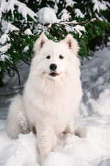 Obraz premium white fluffy dog in the winter forest for a walk.