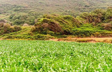 Fields grown in the Spanish province of Soria on a sunny day