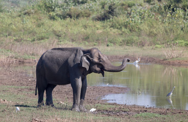 Elephant and herons in national park of Sri Lanka