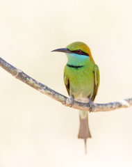 Bee-eater bird from Sri Lanka on white background