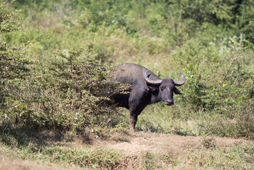 Buffaloes looking at camera on meadow