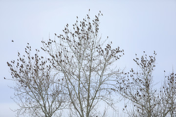 a flock of waxwings birds on a tree