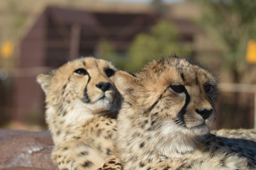 A young cute Cheetah portrait during a safari in a game reserve in South Africa